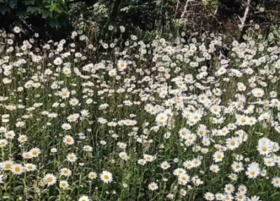 معمای توهم نوری؛ آیا می توانید سگ پنهان شده در گلزار را در 12 ثانیه پیدا کنید؟ معمای توهم نوری؛ آیا می توانید سگ پنهان شده در گلزار را در 12 ثانیه پیدا کنید؟